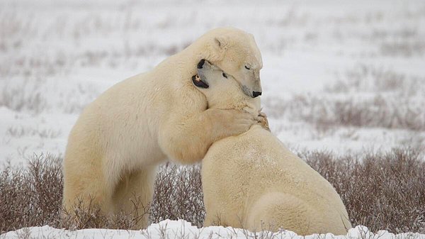 10. Kutup ayıları - Oyun oynamak