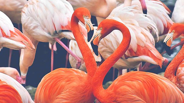 3. Flamingo - Başlarını sağa ve sola yatırmak