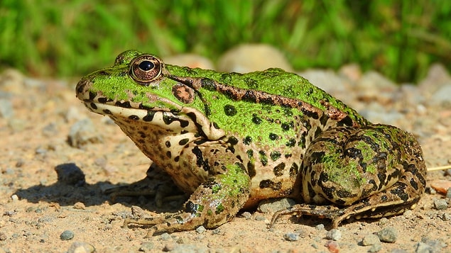 Hayvanlar Aleminde Kar�� Cinsi Etkilemek ��in Yap�lan 12 Hareket