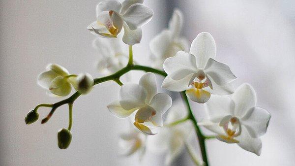 8. Orkide