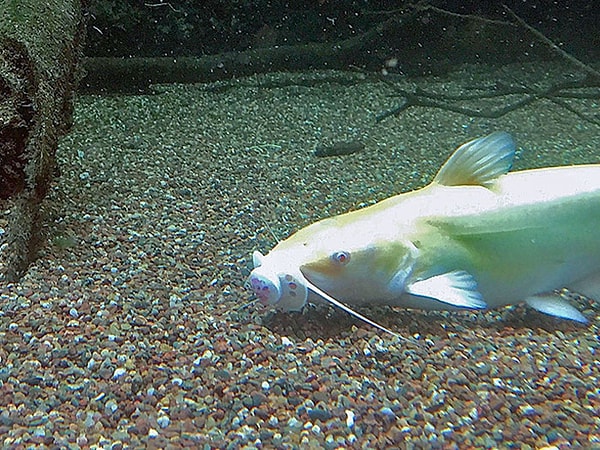 10. Кто-то из посетителей уронил соску в аквариум