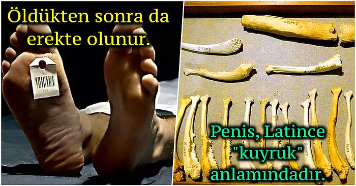 Erkek Cinsel Organı Penis Hakkında Aklınızdaki Tüm Sorulara Yanıt Olacak 12 Bilgi