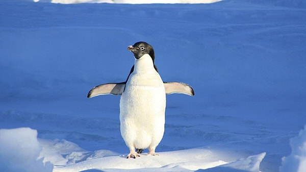 Eğlenceli ve romantik: Penguen!