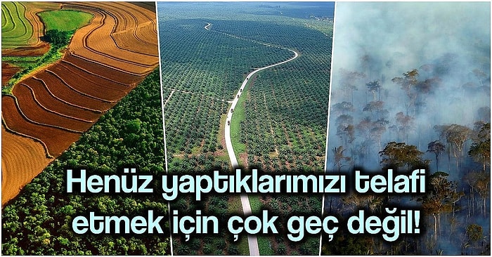 Gezegenimizin Akciğerlerini Neden Yok Ediyoruz? Ormansızlaştırmanın Nedenleri, Sonuçları ve Çözümleri