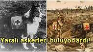 I. Dünya Savaşı Esnasında Yaralı Askerleri Bulan ve Ölenleri Rahatlatan Merhamet Köpekleri