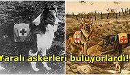 I. Dünya Savaşı Esnasında Yaralı Askerleri Bulan ve Ölenleri Rahatlatan Merhamet Köpekleri