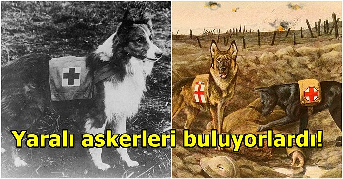 I. Dünya Savaşı Esnasında Yaralı Askerleri Bulan ve Ölenleri Rahatlatan Merhamet Köpekleri