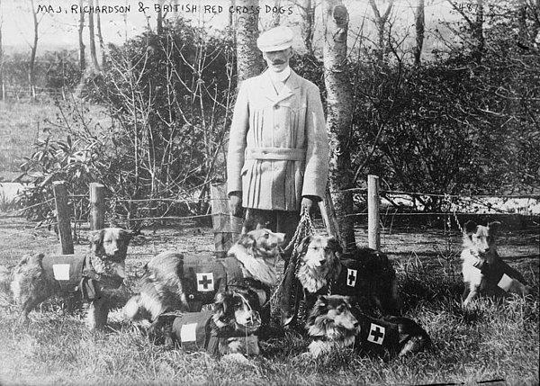 Alman çoban köpeklerinin bu iş için mükemmel olacağını fark eden Richardson, savaş esnasında yararlı olup olmayacaklarını test edebilmek için köpeklerle testler yapmaya başladı.