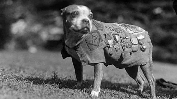 Yaralı askerlerin yanı sıra ölmek üzere olan askerlere de yardım eden bu köpekler, askerin tek başına ölmemesi için yanına uzanır ve onu rahatlatırlardı.
