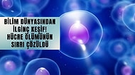 Bilim İnsanları Hücrelerin Kendi Ölümünü Kandırdığını Keşfetti