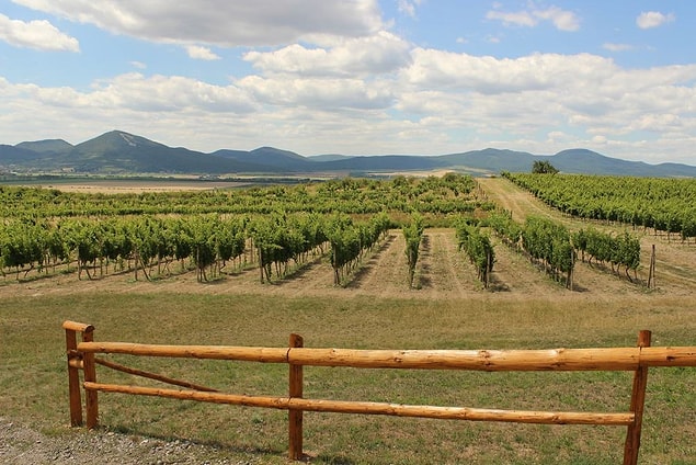 5. Tokaj Şarap Bölgesi