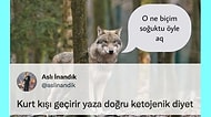 'Kurt Kışı Geçirir Ama Yediği Ayazı Unutmaz' Atasözünü Mizahla Bükerek Ortamı Isıtan Twitter Kullanıcıları