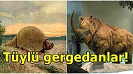 Milyonlarca Yıl Önce Nesilleri Tükendi! Tarih Öncesi Yaşamış Olan Hayvanlar