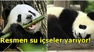 Akıllara Gelen Abuk Soruları Bilim Cevaplıyor: Sadece Bambu Yiyen Pandalar Nasıl Şişmanlıyor?