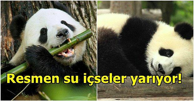 Akıllara Gelen Abuk Soruları Bilim Cevaplıyor: Sadece Bambu Yiyen Pandalar Nasıl Şişmanlıyor?