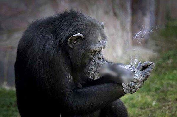 Ünlü şempanze insanları eğlendirebilmek için sigara içiyor. Daha doğrusu buna alıştırılmış.