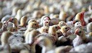 Fransa'da 'Kuş Gribi' Krizi Derinleşiyor: 2.5 Milyon Kanatlı Hayvan İtlaf Edilecek