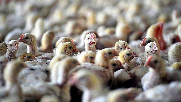 Fransa'da 'Kuş Gribi' Krizi Derinleşiyor: 2.5 Milyon Kanatlı Hayvan İtlaf Edilecek