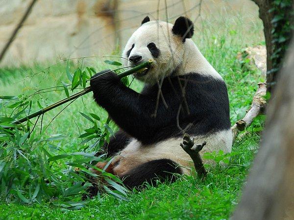 Pandalar, yiyecek konusunda son derece seçici hayvanlardır.