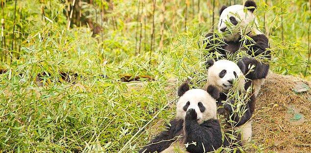Bu konuda araştırma yapan bilim insanları, pandaların taze bambu filizleri yediği mevsimde bağırsaklarında Clostridium butyricum adlı bir bakterinin daha bol olduğunu tespit ettiler.