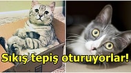 Akıllara Gelen Abuk Soruları Bilim Cevaplıyor: Kediler Neden Kutularda Oturur?