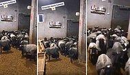 Koyunlarla Mini Seçim Anketi Yapan Çobanın TikTok'ta Viral Olan Videosu!