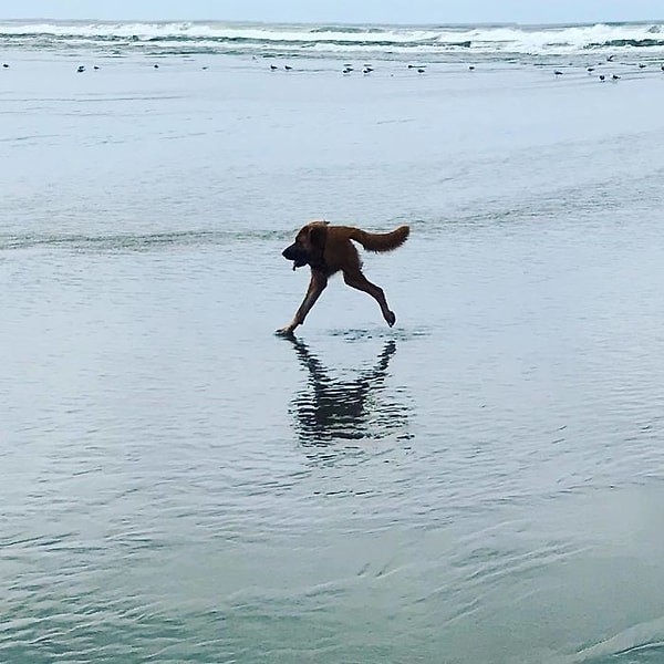 5. Когда пытался сделать крутое панорамное фото своей собачки на пляже