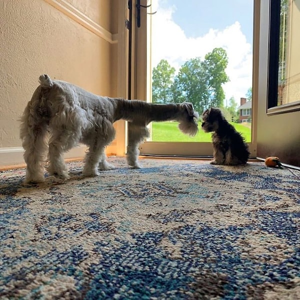 8. Хорошо, что есть дополнительная нога, чтобы поддерживать шею этого жирафа