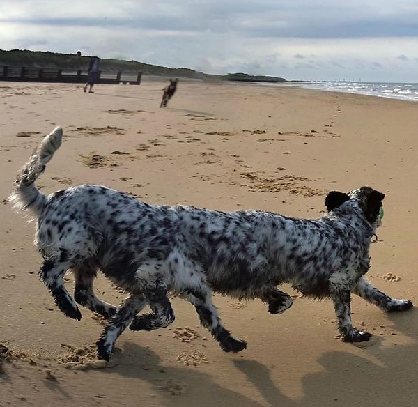 13. Какая длинная собачка