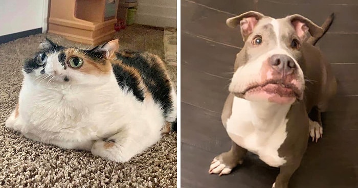 15 забавных панорамных фото животных, которые поднимут вам настроение на весь день
