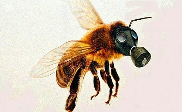 Çalışmanın yapıldığı Reading Üniversitesi’nden Dr. James Ryalls, “ Bulgular endişe verici çünkü bu kirleticiler çoğumuzun soluduğu havada bulunuyor. Kirleticilerin sağlığımıza zararlı olduğunun farkındayız. Fakat polen taşıyıcıların sayılarında ve tozlaşma faaliyetinde görülen önemli düşüş, ekosistemimiz için de açık sonuçları ortaya koydu” dedi.