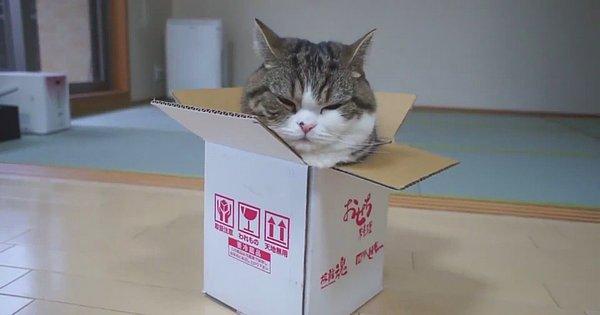 Kediniz olsun ya da olmasın kedilerin dar alanlara ve özellikle de kutulara karşı olan ilgisini biliyorsunuzdur.