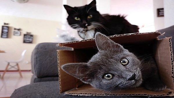 Araştırmalara göre kutu gibi dar alanlara saklanan kedilerin stres seviyelerinin daha düşük olduğu da keşfedildi.