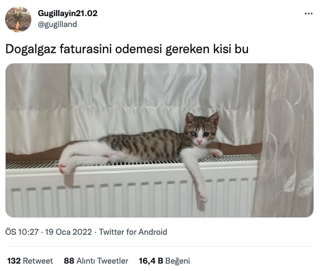 12. Bir de pişkin pişkin bakıyor!