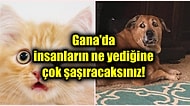 Kedi ve Köpek Etini Geleneksel Yemeklerinde Kullanan Ganalıların Ağızları Açık Bırakan Mutfak Kültürü!