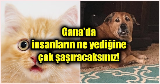 Kedi ve Köpek Etini Geleneksel Yemeklerinde Kullanan Ganalıların Ağızları Açık Bırakan Mutfak Kültürü!