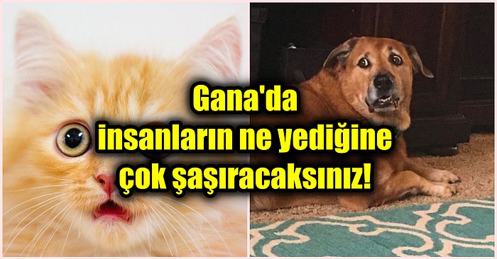 Kedi ve Köpek Etini Geleneksel Yemeklerinde Kullanan Ganalıların Ağızları Açık Bırakan Mutfak Kültürü!