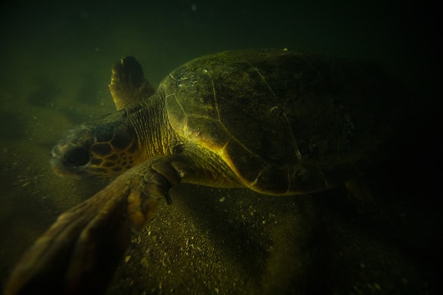 9. Türkiye'de son 2 yıllık (2020 ve 2021) verilere göre, İztuzu sahiline 1492 caretta caretta, Samandağ sahiline de 3 bin 243 yeşil deniz kaplumbağası yuva yaptı.