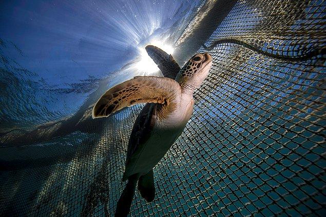 13. Ayrıca 2020'de çeşitli sebepler ile hayatını kaybeden 60 deniz kaplumbağasının yapılan nekropsileri sonucunda 32'inde plastik tespiti yapılırken, 2021'de hayatını kaybeden 87 deniz kaplumbağasının yüzde 20'sinde plastik bulgusuna ulaşıldı.