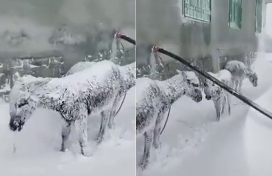 Donarak Öldükleri İddia Edilmişti: Şanlıurfa'da 5 Eşek Korumaya Alındı
