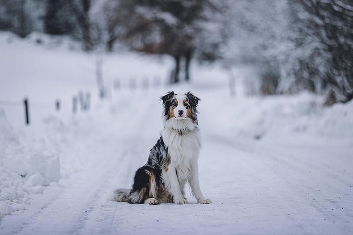 10 Yaşındaki Çocuk, Kar Fırtınasında Sokak Köpeğine Sarılarak Hayatta Kaldı