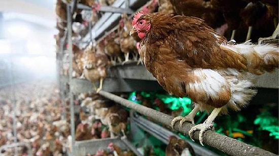 Güney Kore’de Kuş Gribi Alarmı: 427 Bin Tavuk İtlaf Edilecek