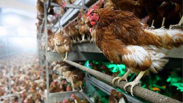 Güney Kore’de Kuş Gribi Alarmı: 427 Bin Tavuk İtlaf Edilecek