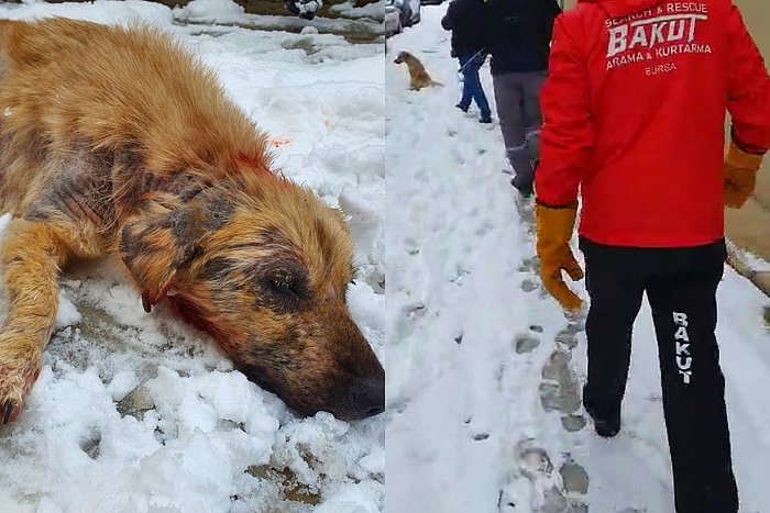 Bursa'da Yaralı Köpek İçin Seferber Olundu