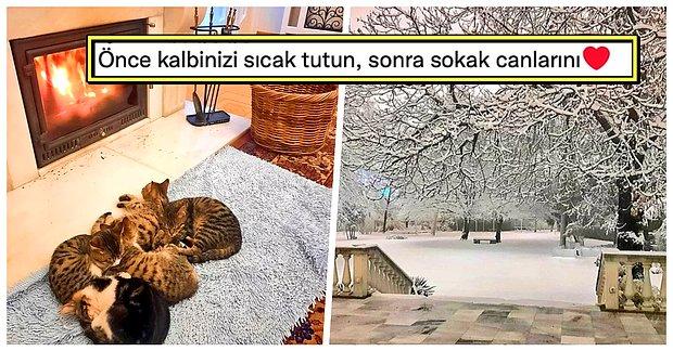 Belçika Büyükelçisi, Ankara Kışında Kapılarını Patili Dostlarımıza Açtığını İçimizi Isıtan Paylaşımla Duyurdu