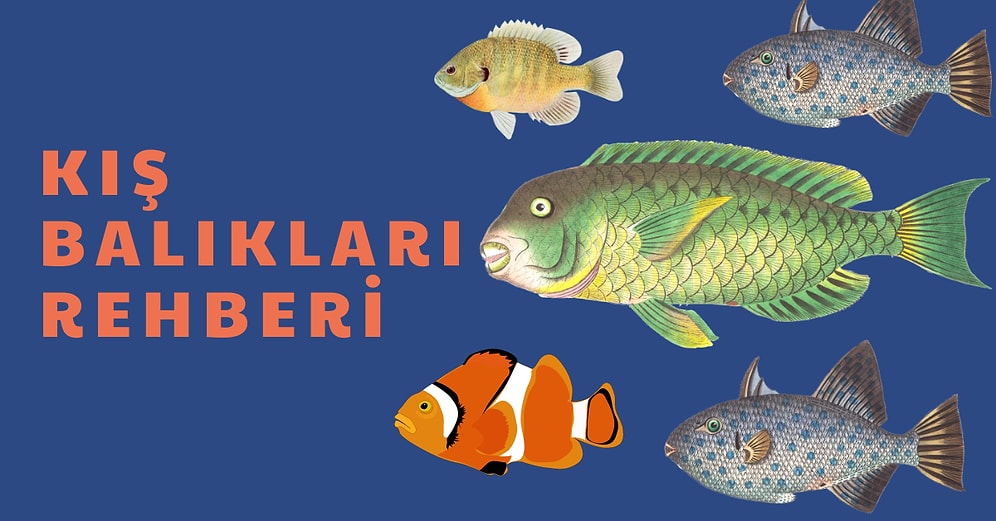 Denizden Babası Çıksa Affetmeyecekler İçin Balık Cenneti Ülkemizden Kış Balıkları Rehberi!