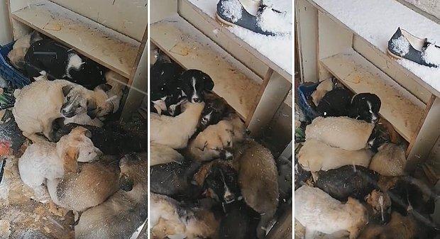 Ölmeleri İçin Issız Bir Yere Bırakılan Yavru Köpeklerin Hayatta Kalmak İçin Birbirlerine Sokuldukları Anlar