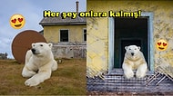 National Geographic Ödüllü Rus Fotoğrafçı Terk Edilmiş Evlerde Yaşayan Kutup Ayılarını Fotoğrafladı