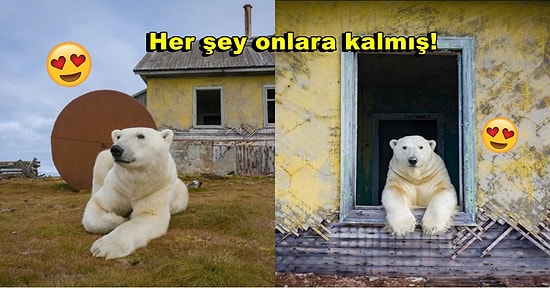 National Geographic Ödüllü Rus Fotoğrafçı Terk Edilmiş Evlerde Yaşayan Kutup Ayılarını Fotoğrafladı