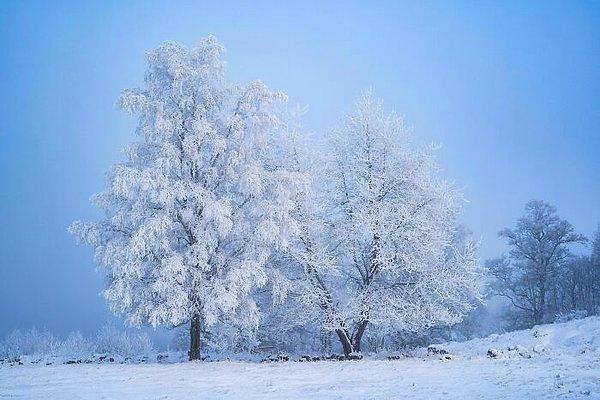 36. Kar ve ağaçların birleşimi adeta kartpostallardan fırlamış gibi görünüyor.
